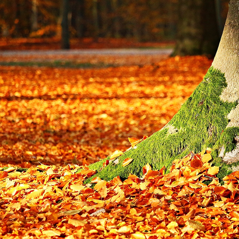 Rasenwissen Kategorie Rasenpflege im Herbst